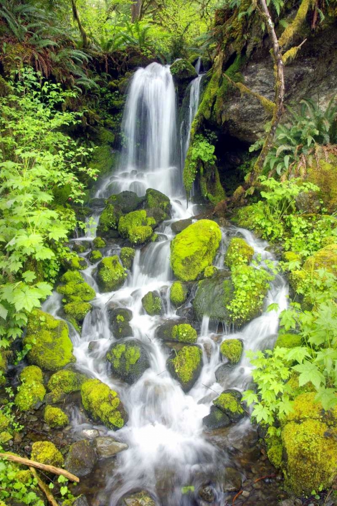 Wall art: Rainforest Falls, by Taylor, Douglas