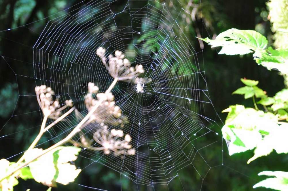 Art Print: Spiderweb I