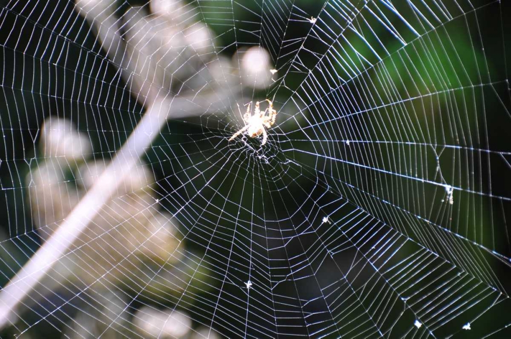 Art Print: Spiderweb II