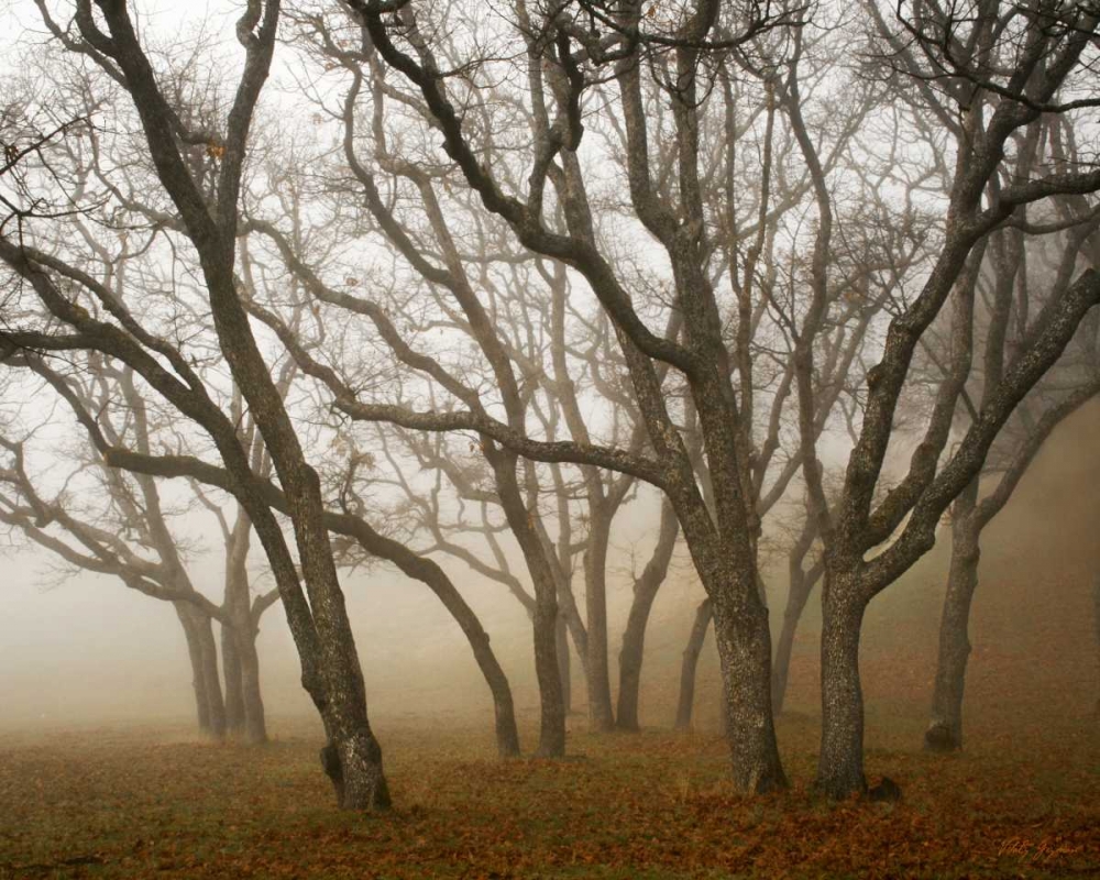 Art Print: Misty Oaks I