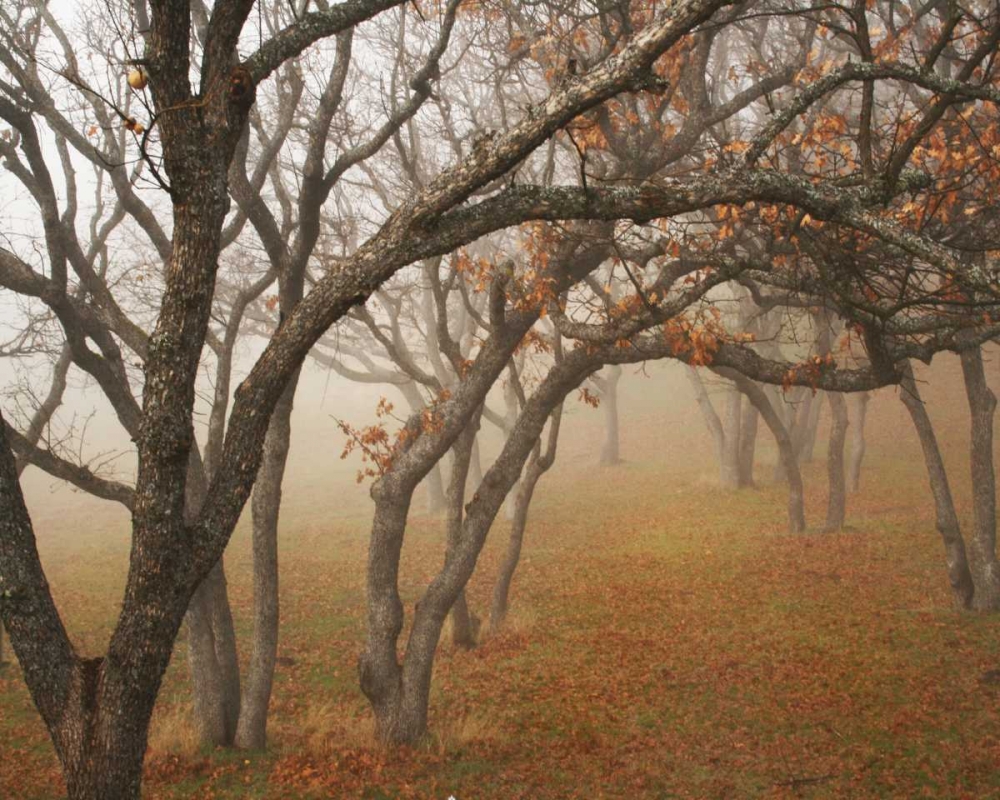 Art Print: Misty Oaks II