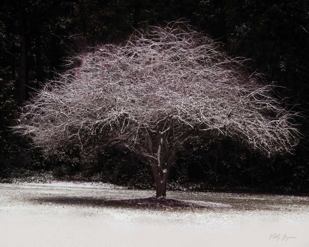 Wall art: Japanese Maple, by Geyman, Vitaly