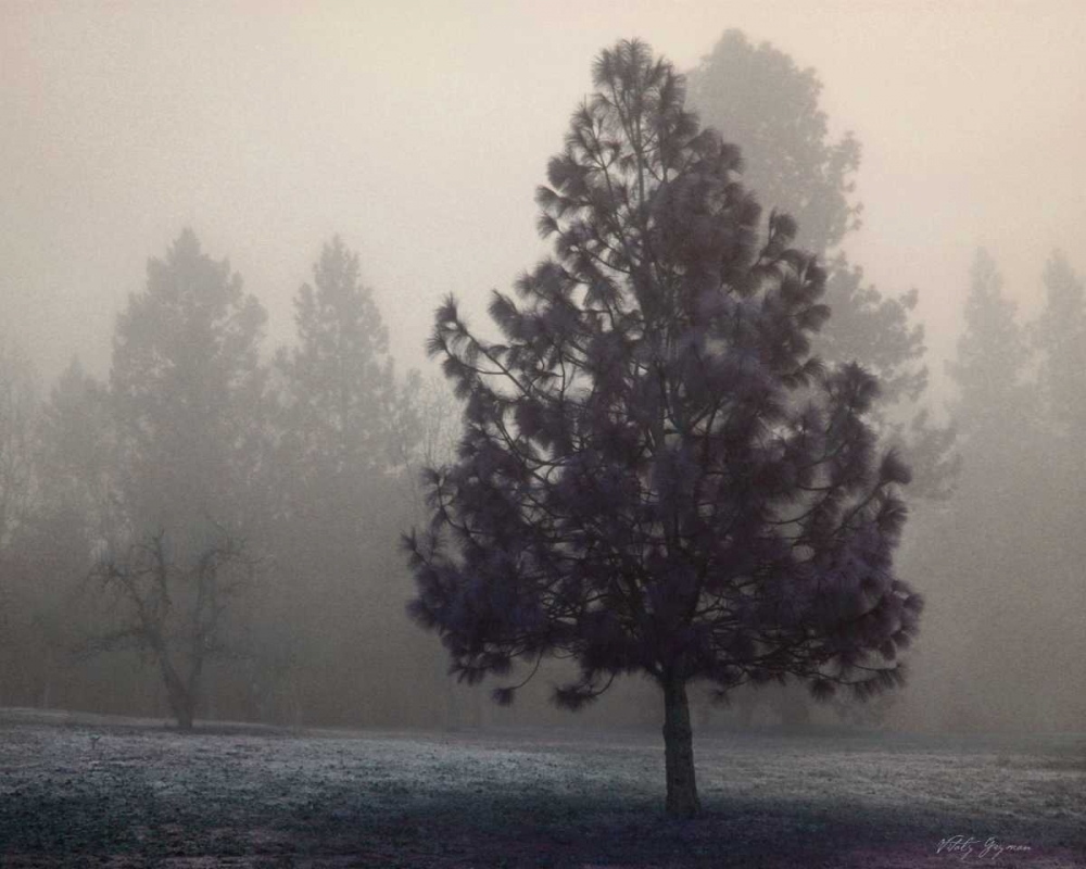 Art Print: Silent Night