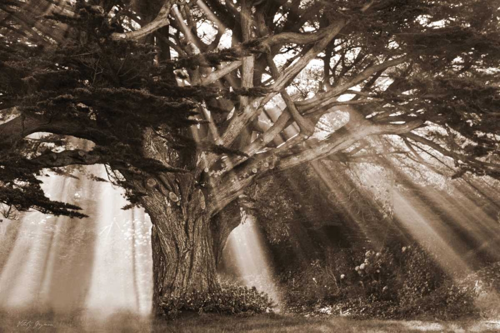 Art Print: Moses Tree