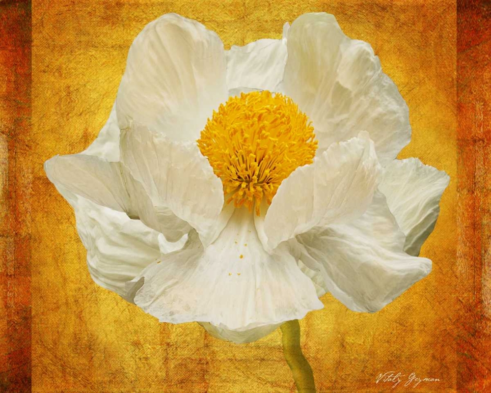 Wall Art Painting id:575, Name: Poppy in Gold, Artist: Geyman, Vitaly