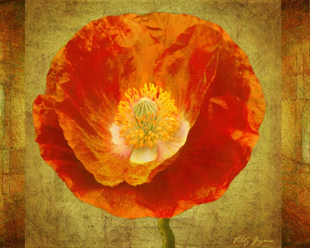 Wall Art Painting id:576, Name: Sun Poppy I, Artist: Geyman, Vitaly