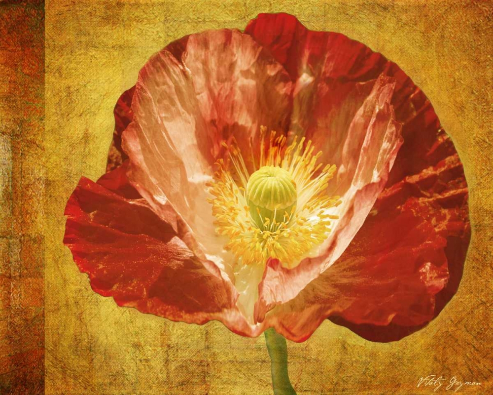 Wall Art Painting id:577, Name: Sun Poppy II, Artist: Geyman, Vitaly