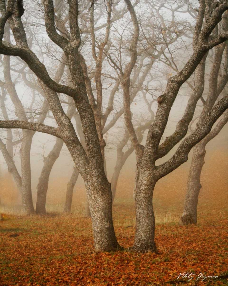 Art Print: Misty Dance