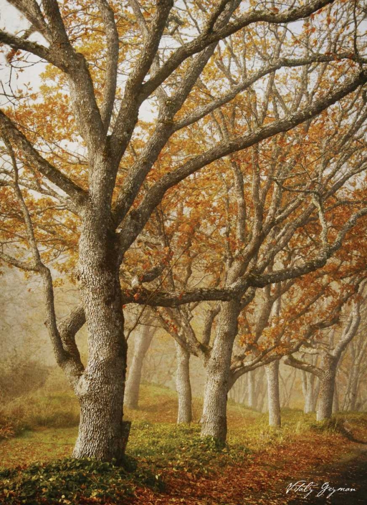 Wall Art Painting id:580, Name: In the Mist I, Artist: Geyman, Vitaly