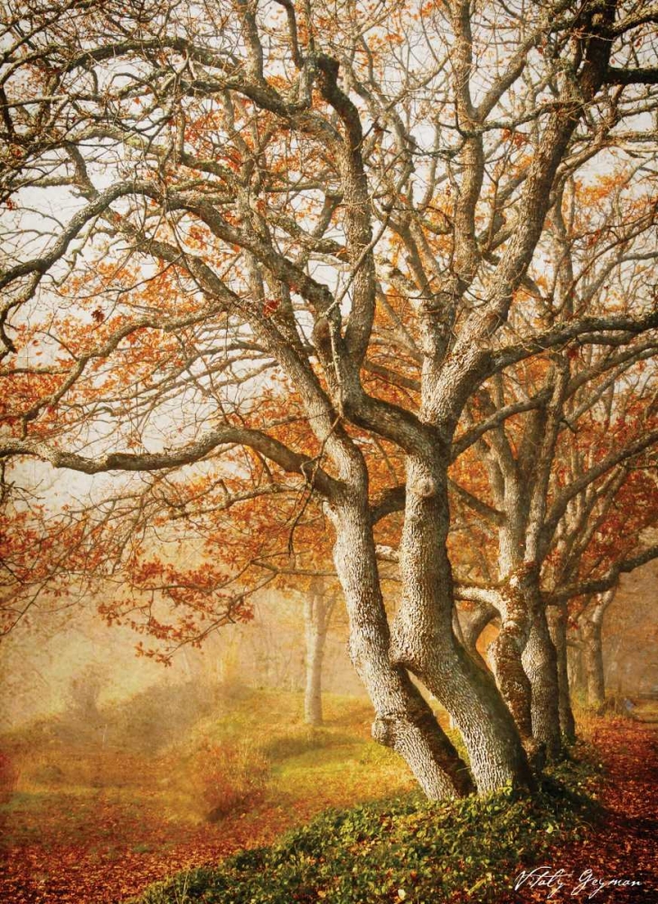 Art Print: In the Mist II