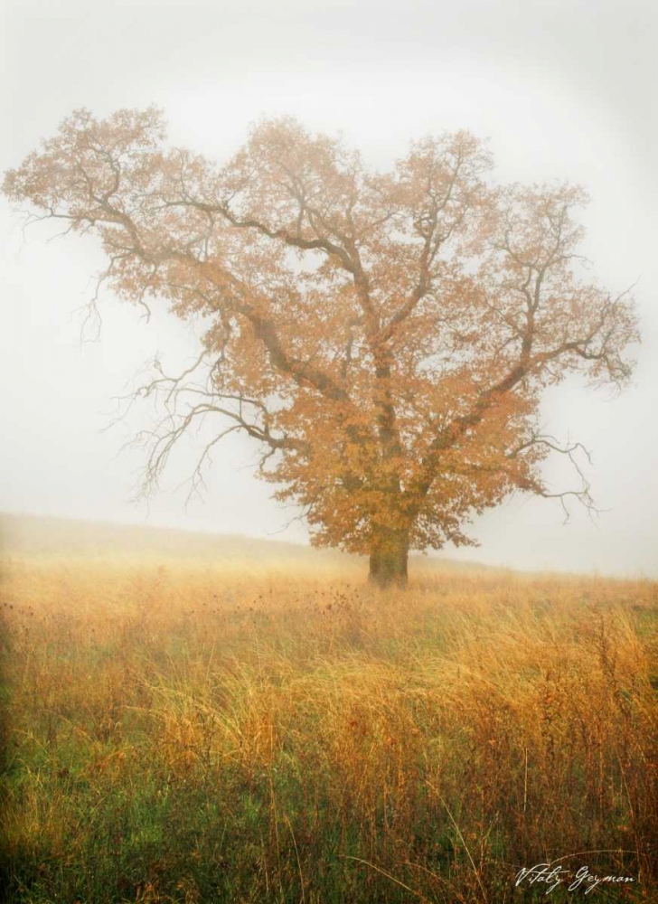 Art Print: Autumn Mist II