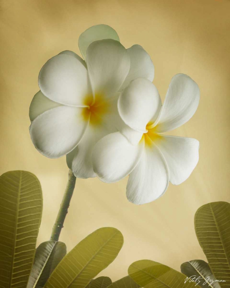 Wall Art Painting id:588, Name: Oriental Plumeria I, Artist: Geyman, Vitaly
