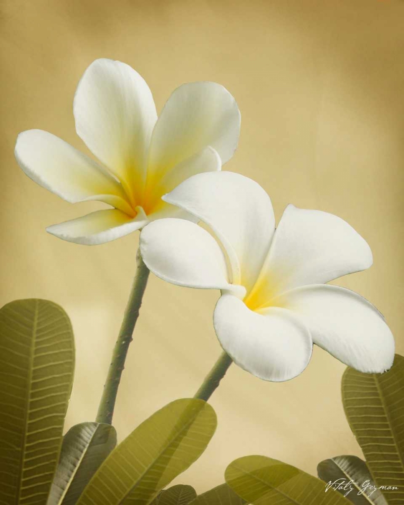 Wall Art Painting id:589, Name: Oriental Plumeria II, Artist: Geyman, Vitaly