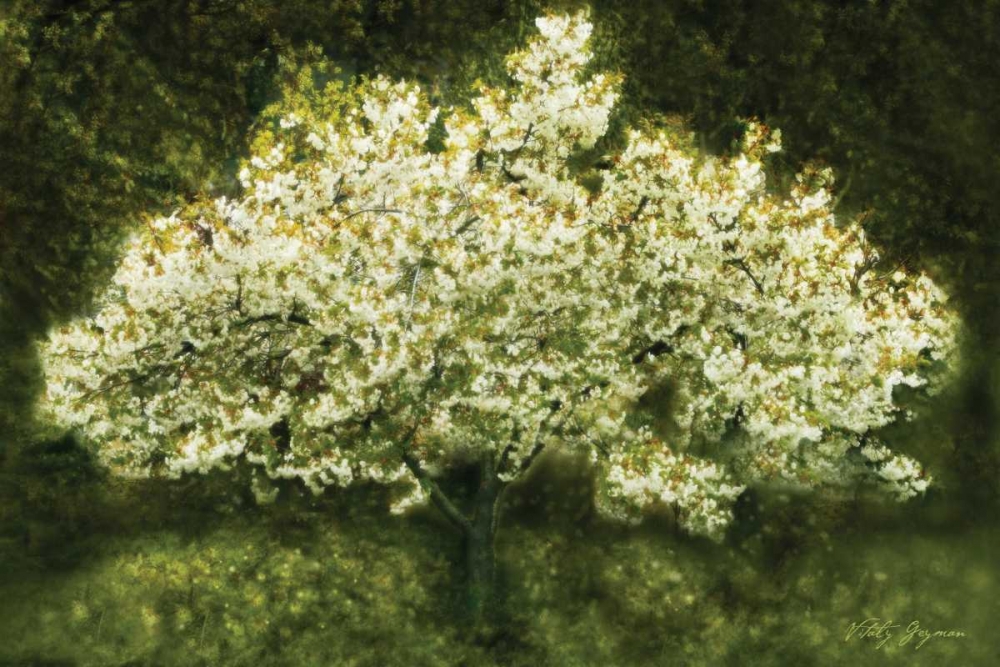 Wall Art Painting id:592, Name: White Cherry Tree II, Artist: Geyman, Vitaly