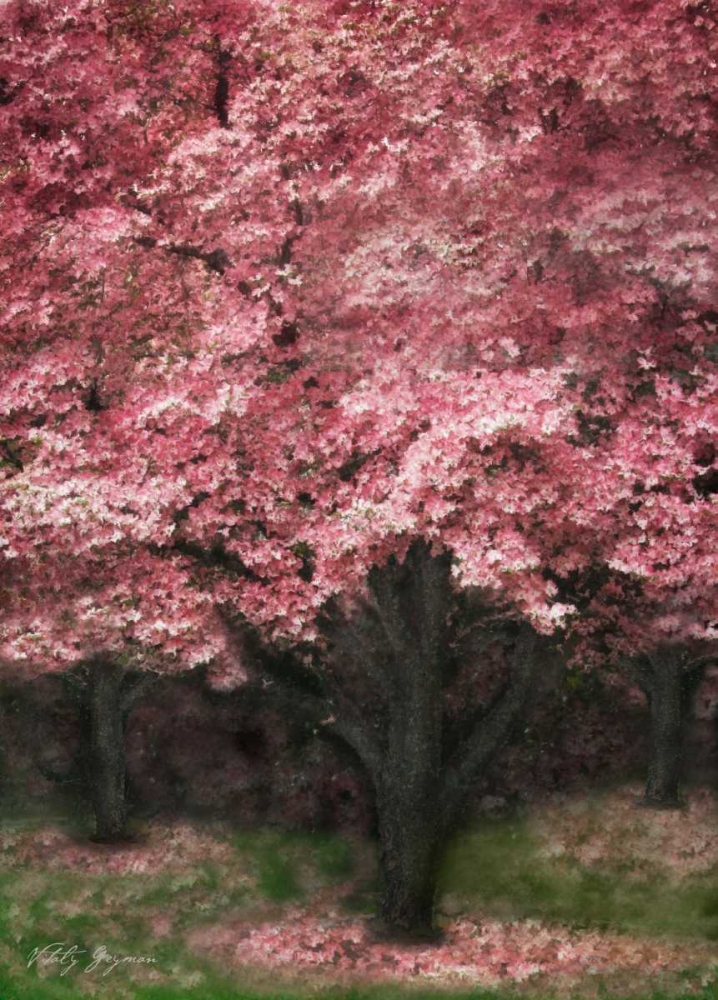 Wall Art Painting id:595, Name: Pink Dogwood III, Artist: Geyman, Vitaly