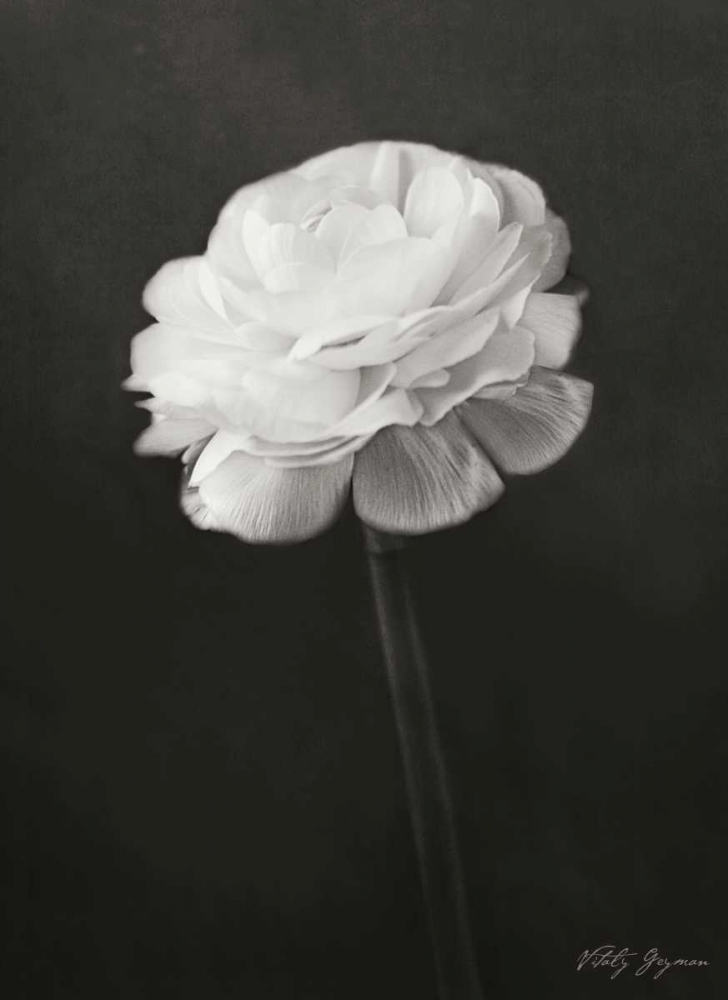 Wall Art Painting id:737, Name: Renunculus, Artist: Geyman, Vitaly