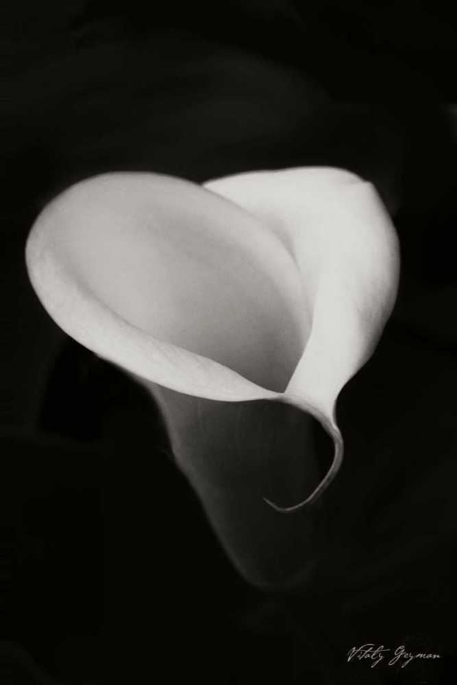Wall Art Painting id:739, Name: Calla Lily I, Artist: Geyman, Vitaly