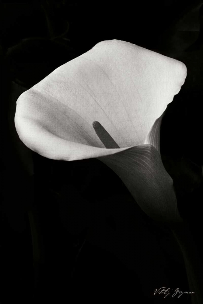Wall Art Painting id:740, Name: Calla Lily II, Artist: Geyman, Vitaly