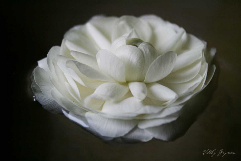 Wall Art Painting id:741, Name: Floating Renunculus, Artist: Geyman, Vitaly