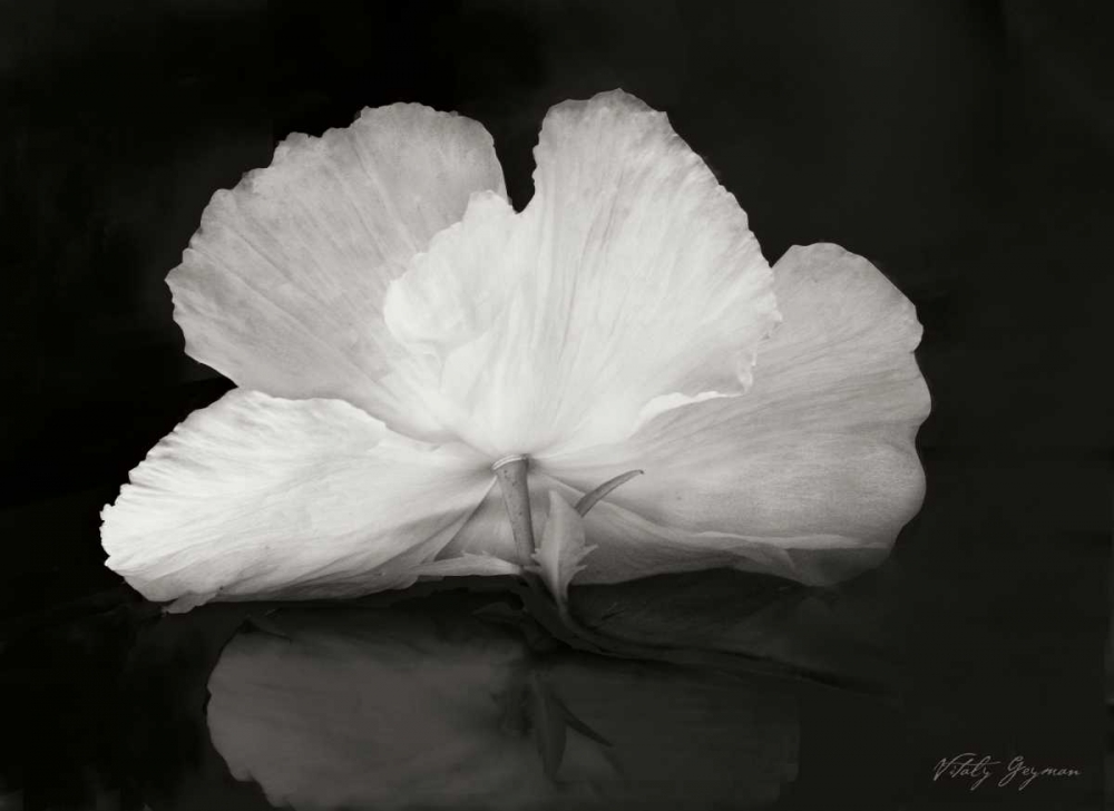 Wall Art Painting id:745, Name: Night Poppy I, Artist: Geyman, Vitaly