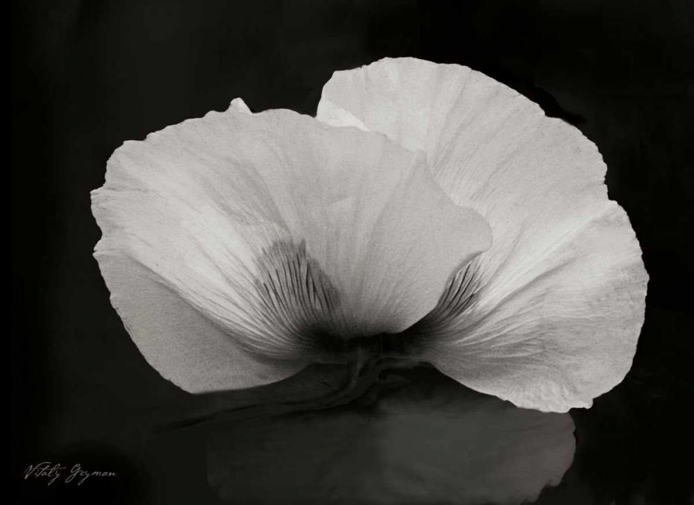 Wall Art Painting id:746, Name: Night Poppy II, Artist: Geyman, Vitaly