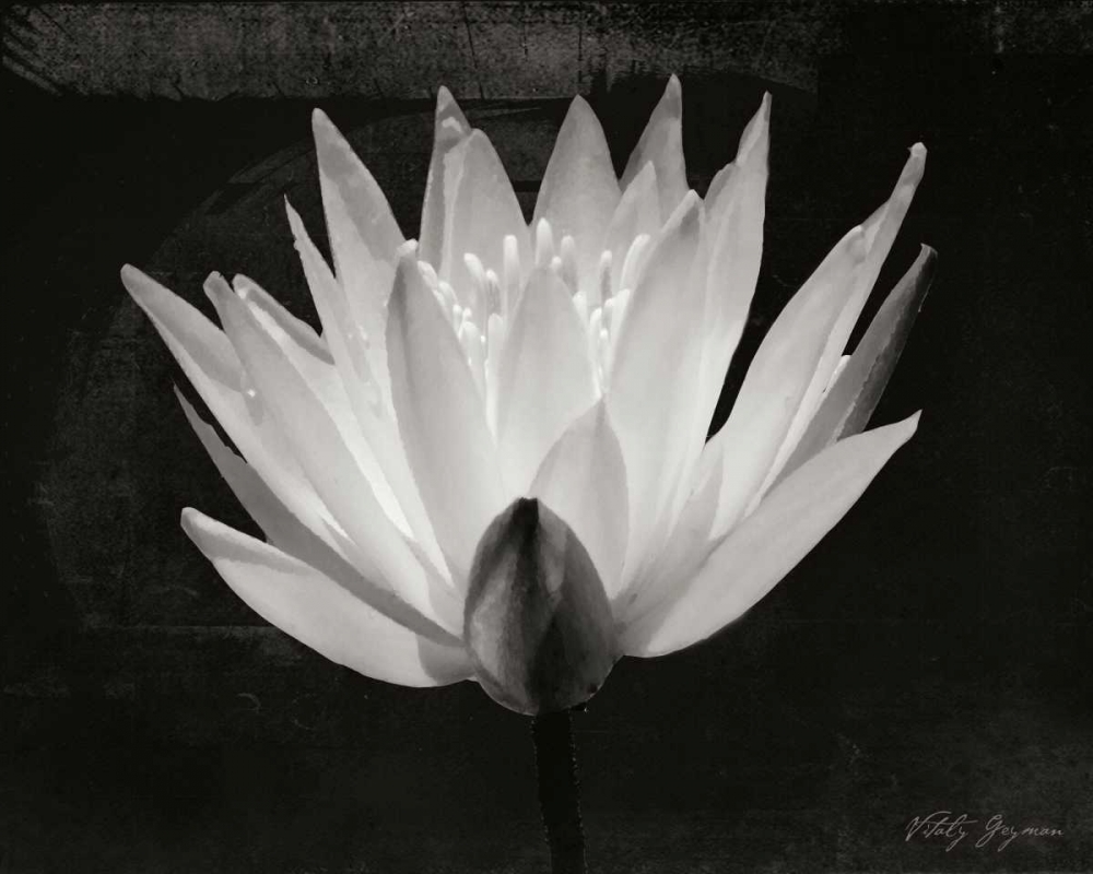 Wall art: Glowing Lotus I, by Geyman, Vitaly