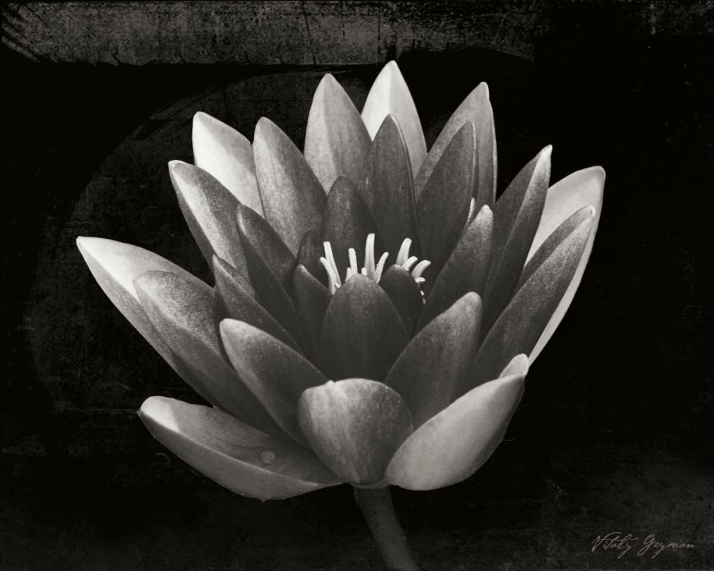 Wall art: Glowing Lotus II, by Geyman, Vitaly