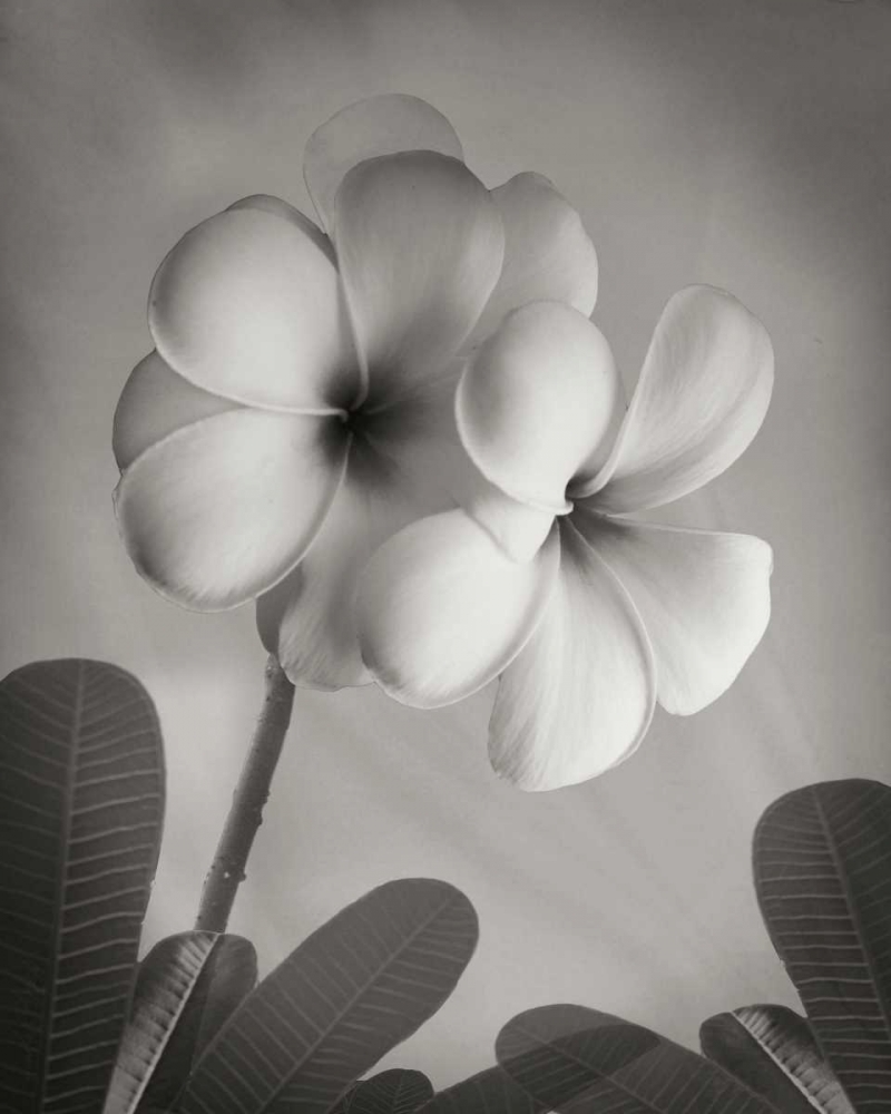 Wall art: Plumeria I, by Geyman, Vitaly