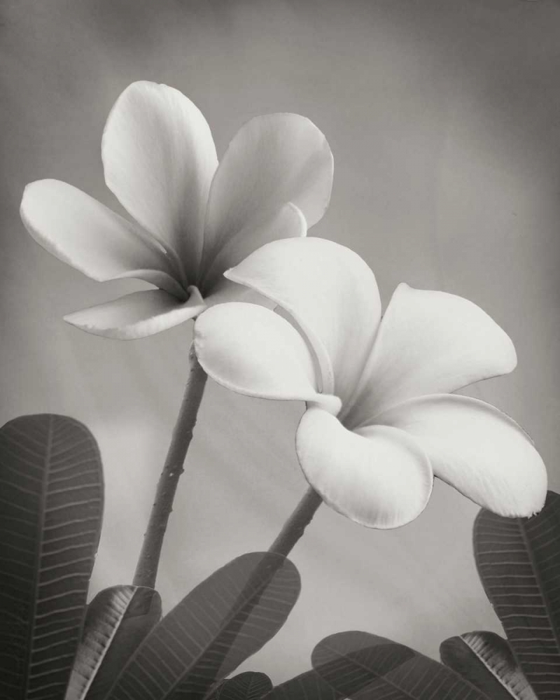 Art Print: Plumeria II