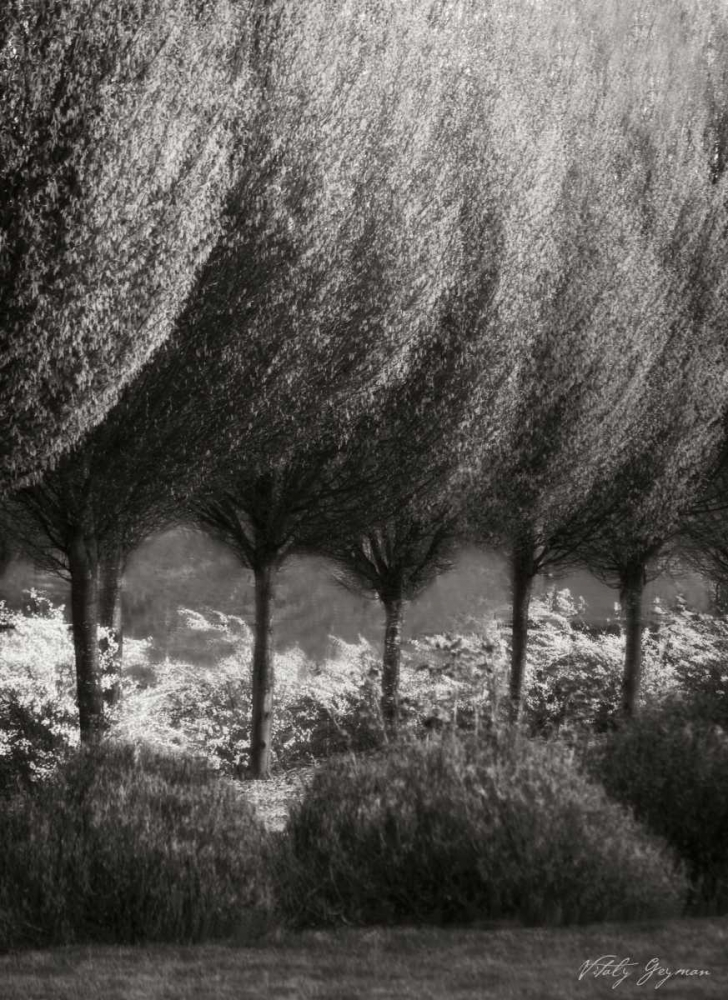 Art Print: Evening Glow II BandW