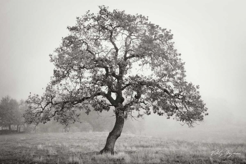 Wall art: Burning Oak III BandW, by Geyman, Vitaly