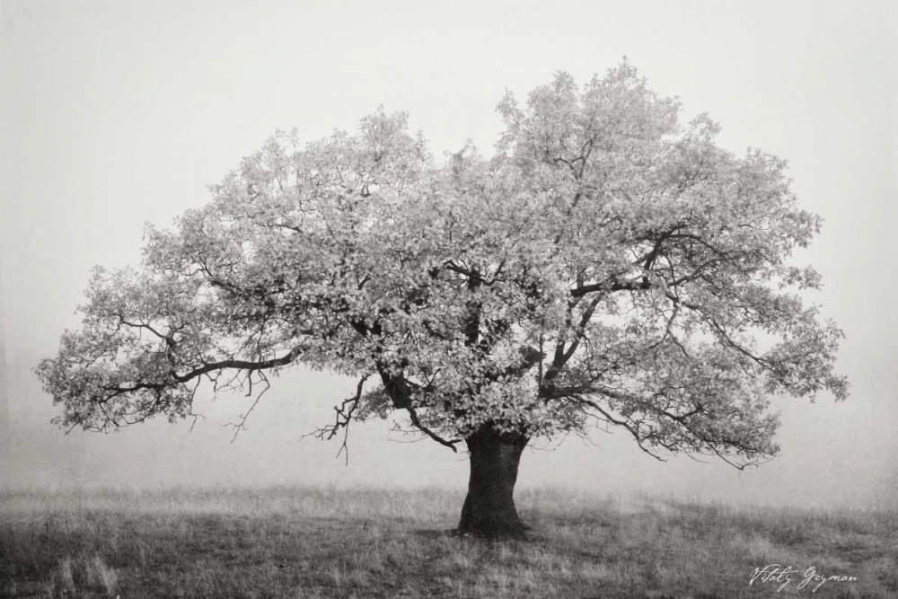 Wall art: Misty V BandW, by Geyman, Vitaly