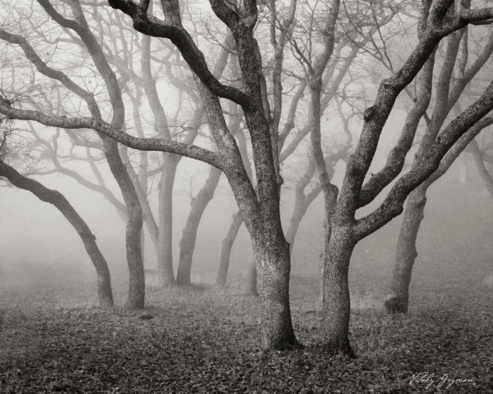 Art Print: Misty Dance BandW