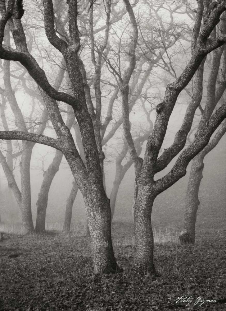 Art Print: Misty Dance II BandW