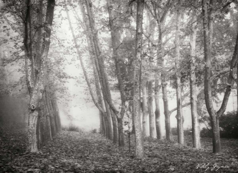 Art Print: Tree Parade I BandW