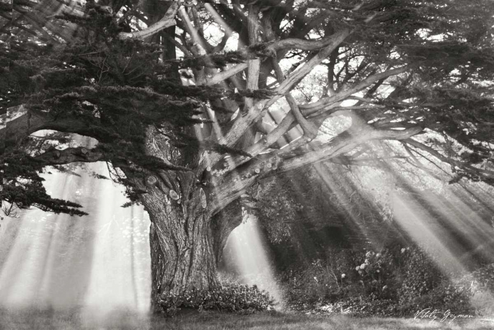 Wall Art Painting id:3747, Name: Moses Tree BandW, Artist: Geyman, Vitaly