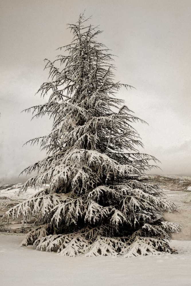 Wall art: Snow White Pine, by Geyman, Vitaly