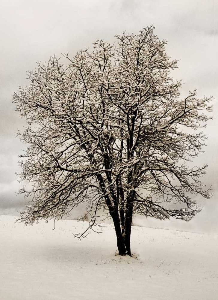 Wall art: Snow White Tree, by Geyman, Vitaly