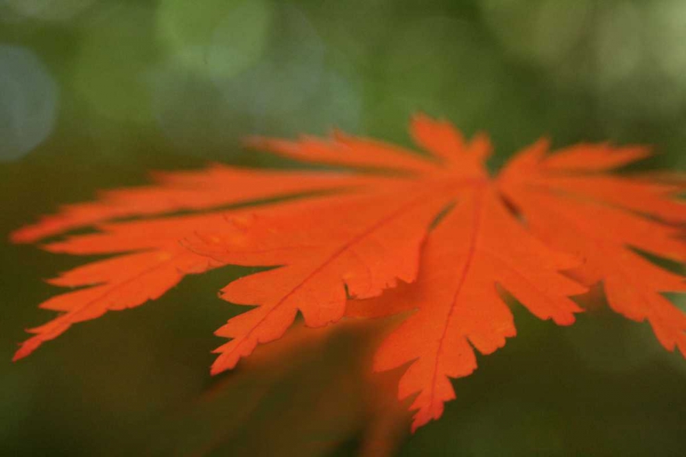 Wall Art Painting id:3790, Name: Autumn Leaf Mirage I, Artist: Geyman, Vitaly