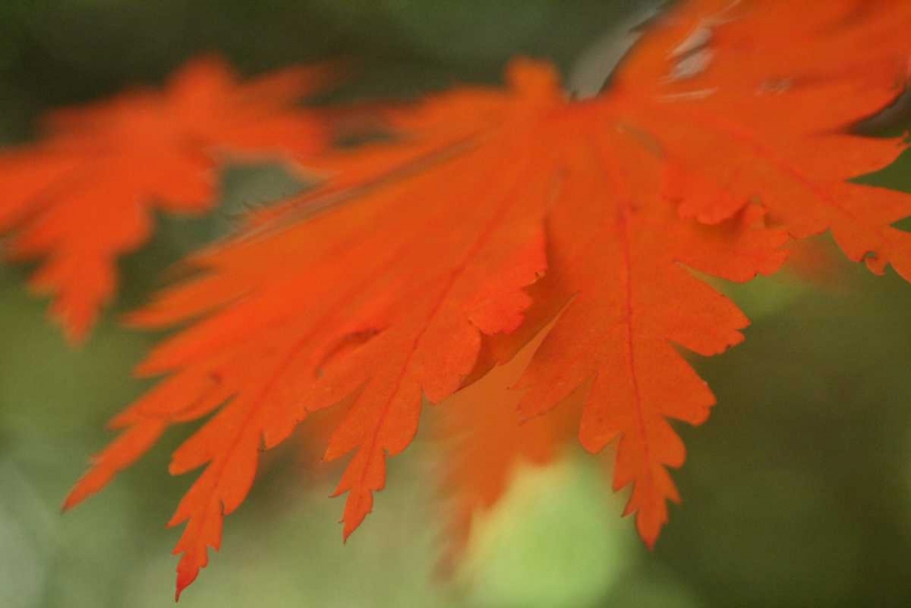 Wall Art Painting id:3791, Name: Autumn Leaf Mirage II, Artist: Geyman, Vitaly