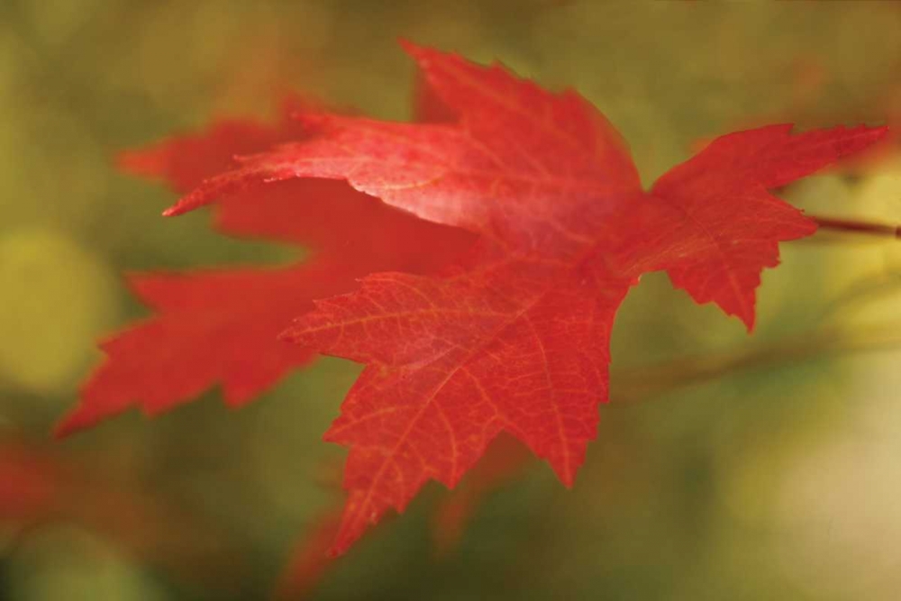 Wall Art Painting id:3805, Name: Maple Fire Leaves II, Artist: Geyman, Vitaly