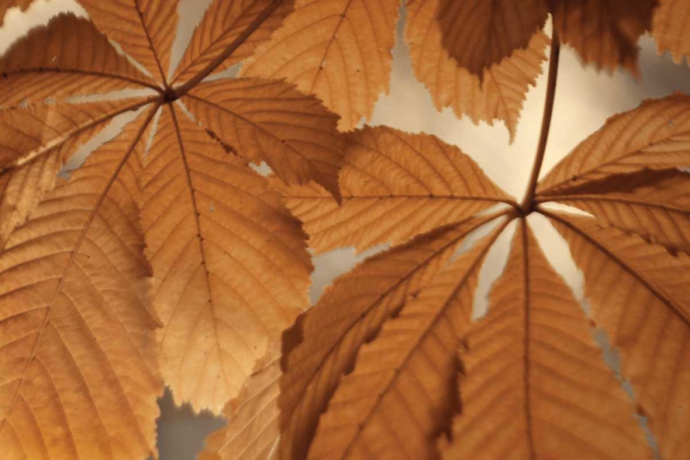 Wall Art Painting id:3806, Name: Chestnut Leaves Duet I Brown, Artist: Geyman, Vitaly