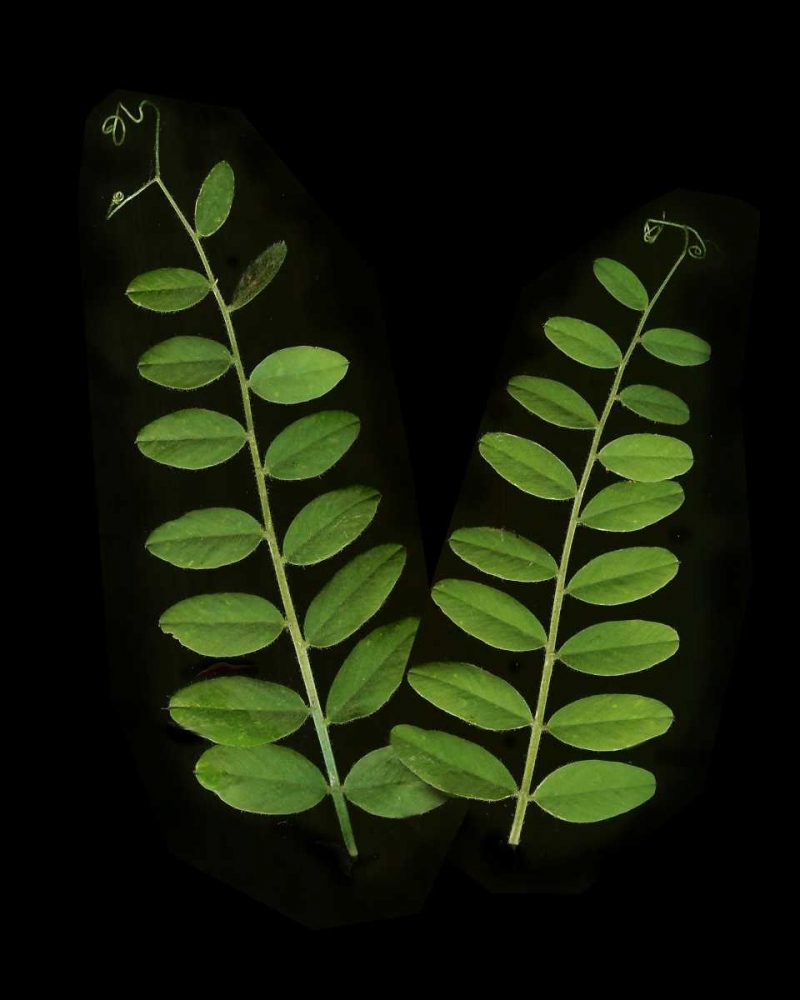 Wall Art Painting id:3811, Name: Green Leaves II, Artist: Geyman, Vitaly