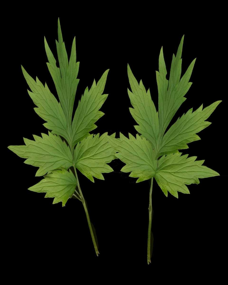 Wall Art Painting id:3812, Name: Green Leaves III, Artist: Geyman, Vitaly