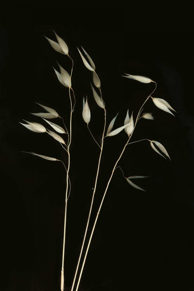 Art Print: Grass Mosaic I