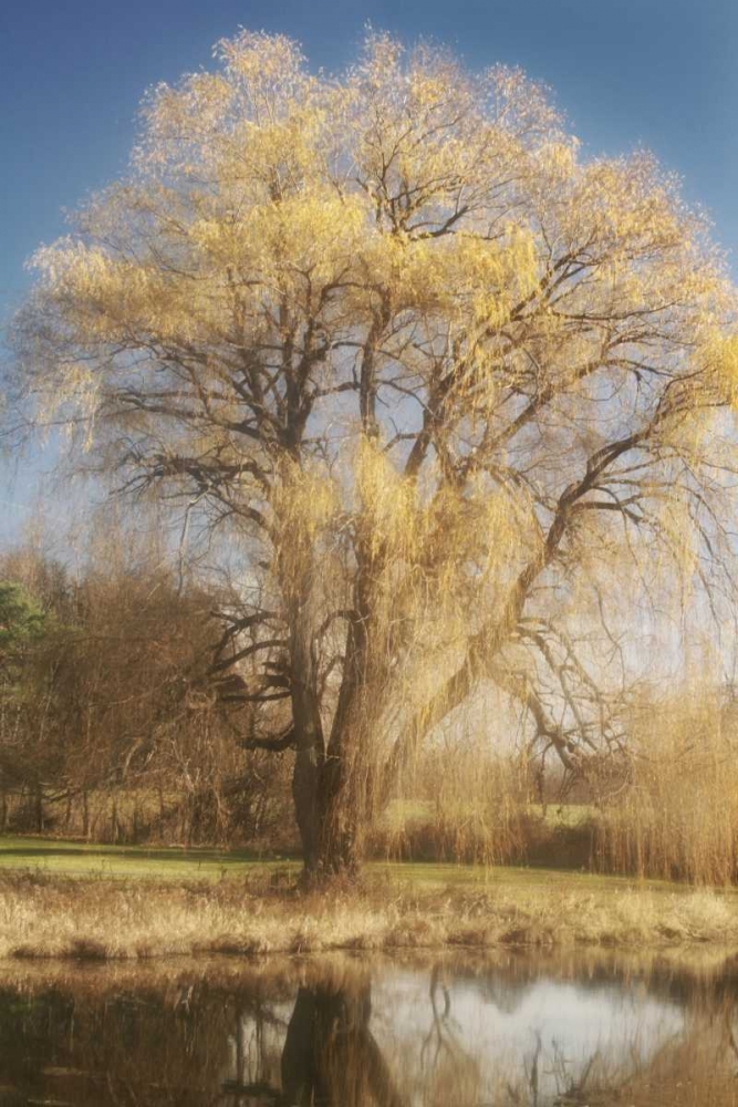 Wall Art Painting id:9929, Name: Willow Magic I, Artist: Vitaly, Geyman