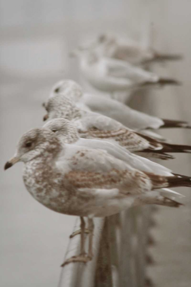 Wall Art Painting id:9931, Name: Seagul Paradise I, Artist: Vitaly, Geyman