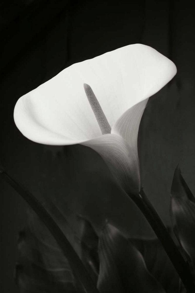 Wall Art Painting id:20326, Name: Calla Lily Perfection I, Artist: Geyman, Vitaly