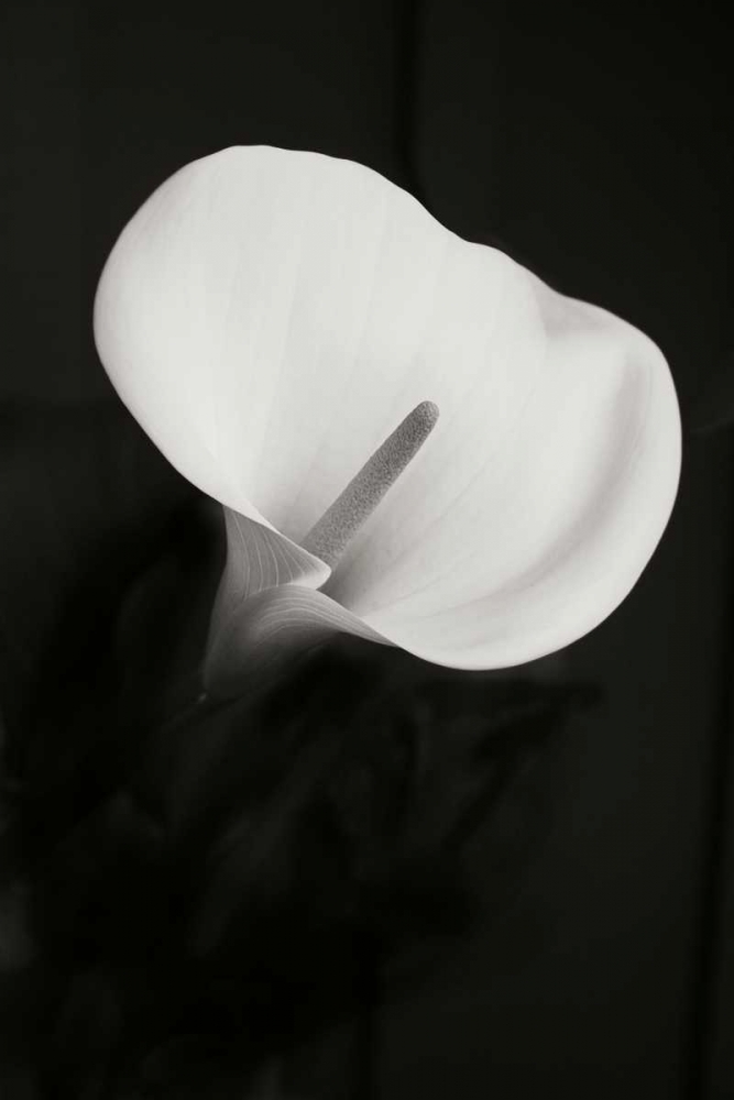 Wall Art Painting id:20327, Name: Calla Lily Perfection II, Artist: Geyman, Vitaly