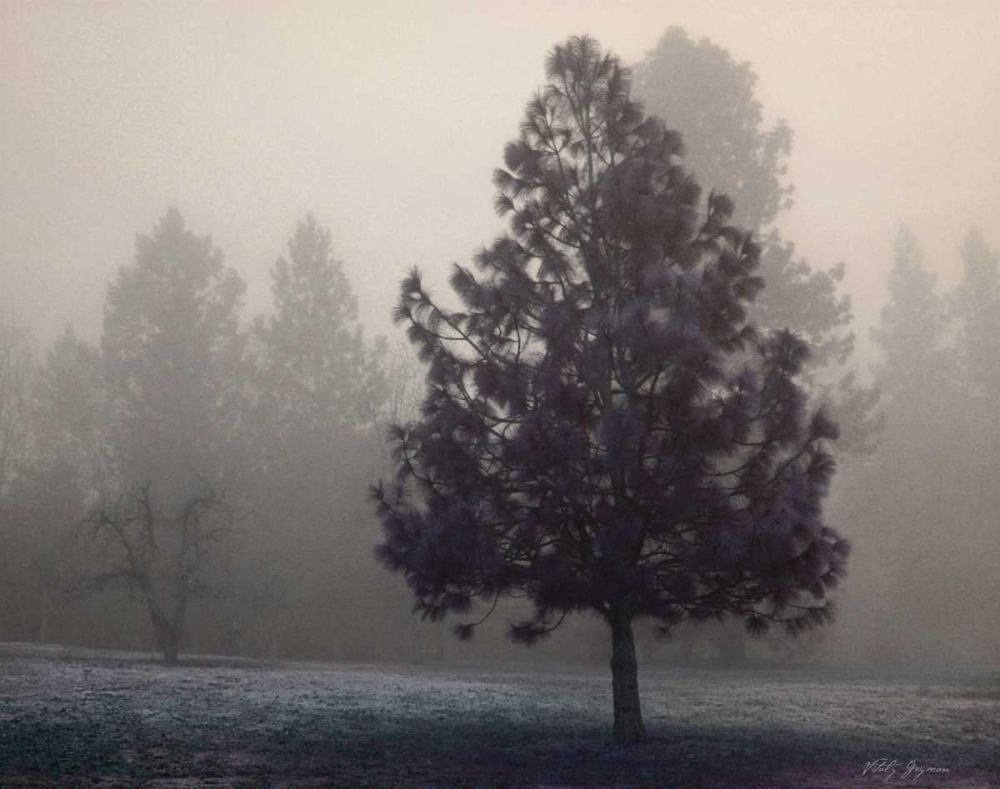 Art Print: Silent Night